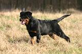 ROTTWEILER 661